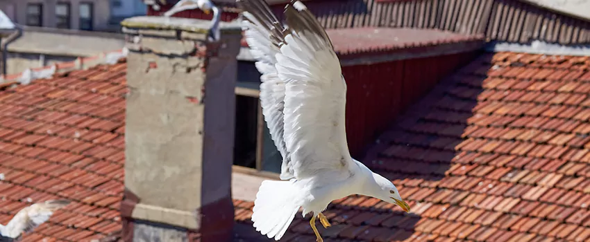 Residential Chimney Animal Removal Solution in Brookings, SD