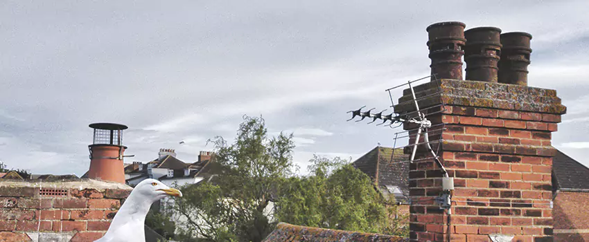 Chimney Cleaning And Restoration in Brookings, South Dakota